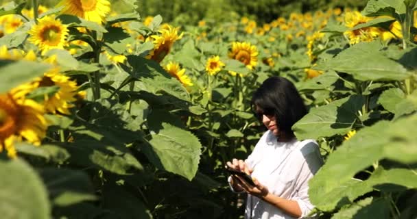 畑でタブレットを操作する女性農家有機ひまわり 品質の収穫をチェックし オンラインで販売を行い 植物油の生産のための種子を栽培 — ストック動画