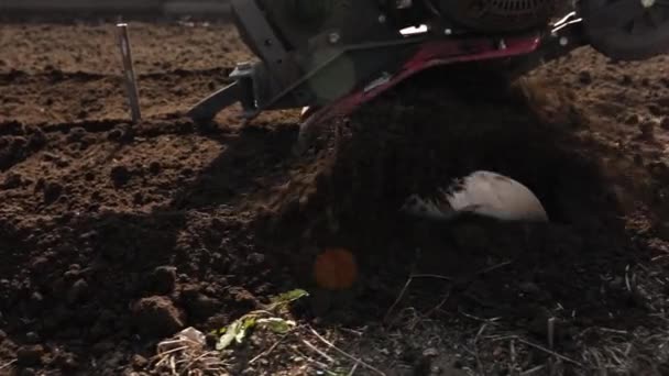 Fazendeiro Homem Sênior Trabalhando Nos Arados Jardim Com Garden Tiller — Vídeo de Stock