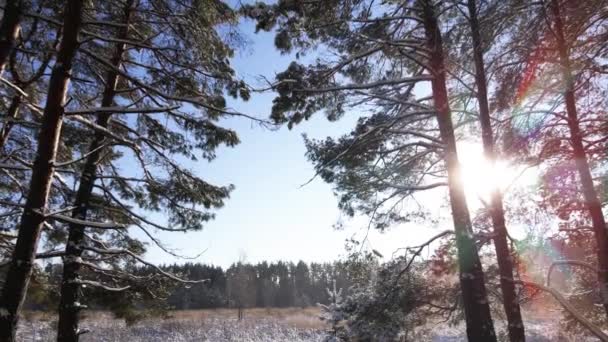 Frostige Sonnige Winterlandschaft Schneebedeckten Kiefernwald Fallender Schnee Zwischen Kiefern — Stockvideo