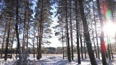 Karlı çam ormanlarında soğuk, güneşli kış manzarası, çam ağaçlarının arasına düşen kar..