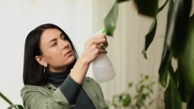 Kadın bahçıvan evde Dracaena palmiyesi sıkıyor, ev bitkileriyle ilgileniyor, evde yeşillik, bitki sevgisi, kapalı alanda rahat bir bahçe..