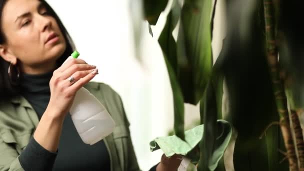 Mujer Jardinero Rociando Palma Dracaena Casa Cuidando Las Plantas Caseras — Vídeo de stock