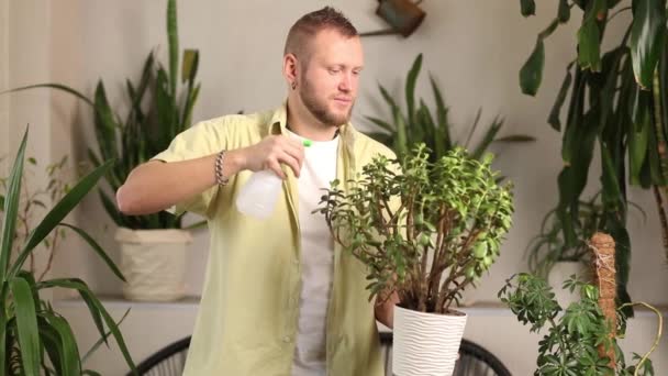 Erkek Bahçıvanın Spreylemesi Evde Crassula Sulaması Bitkileriyle Ilgilenmesi Evde Yeşillik — Stok video