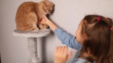 Happy, cute little girl play with her cat which bite her hand at home. love pets, friendship, Home animals, Children and domestic animals