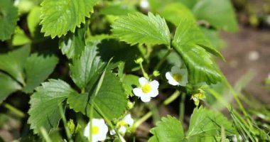 Çilek tomurcuklanıyor bahçede çiçek yetişiyor