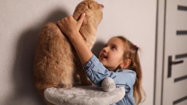 Smiling Little Girl Snuggling Kissing Her Ginger Cat While Sitting — Stock video