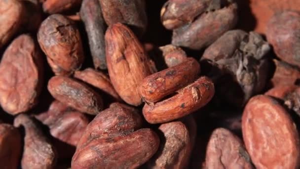 Rotatie macro ongepelde cacaoboon, bovenaanzicht — Stockvideo