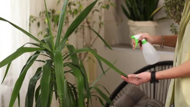 Erkek Bahçıvan Spreyler Evde Yucca Sularlar Bitkileriyle Ilgilenirler Evde Yeşillik — Stok video
