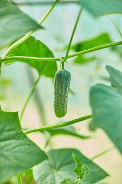 Serada yetişen olgun salatalıklar toplanmaya hazır, Sonbahar mevsiminde sarı çiçekli genç salatalıklar