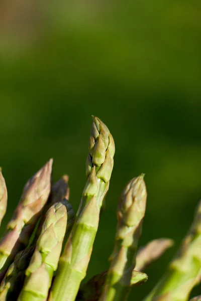 Spears Fresh Green Asparagus Sun Copy Space Text Harvest Ready — Stock Photo, Image