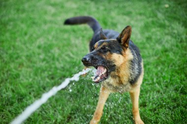Ateşli bir yaz günü bahçedeki bahçe hortumundan su yakalamaya çalışan Alman kurdu..