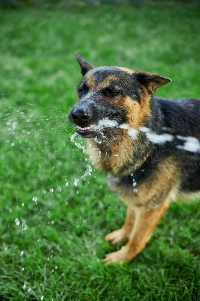 Playful Dog German Shepherd Tries Catch Water Garden Hose Hot — Stock Photo, Image