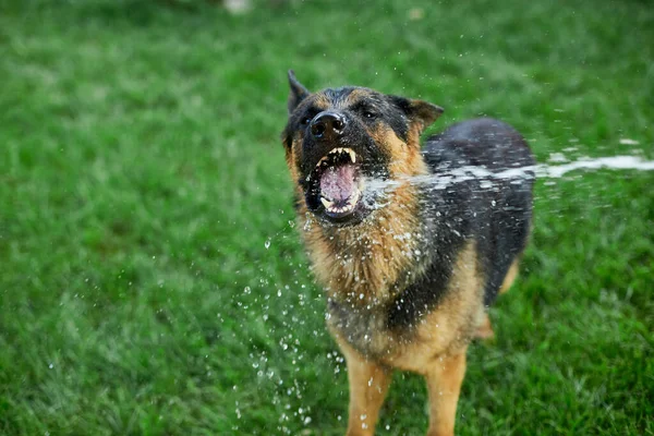 Playful Dog German Shepherd Tries Catch Water Garden Hose Hot — Stock Photo, Image