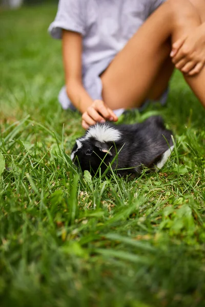 Una Niña Pequeña Juega Con Cerdo Guinea Negra Sentada Aire — Foto de Stock