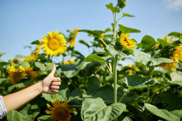 Концепція Знаку Жінка Фермер Агроном Перевіряє Якість Врожаю Органічних Соняшників — стокове фото