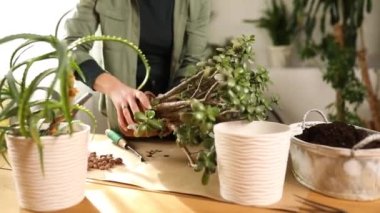 Crassula bitkisini evdeki yeni çömleğe nakleden bir kadın.
