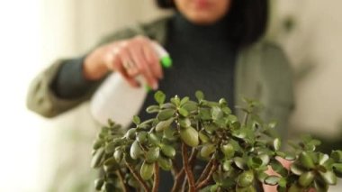 Kadın bahçıvan evde Crassula püskürtüyor, ev bitkileriyle ilgileniyor.