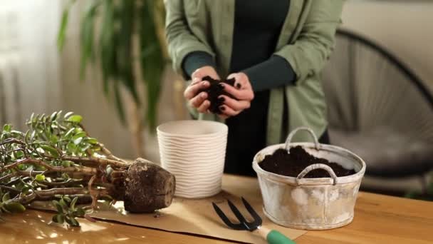 Gardener putting fibre soil by hands, transplant plant Crassula into new pot at home — Stock Video
