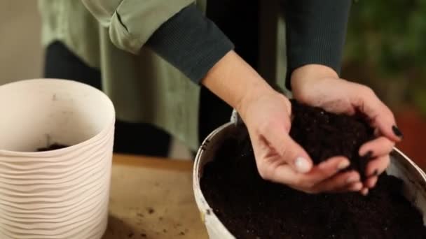 De cerca Mujer poniendo suelo de fibra por las manos, trasplante de planta Crassula — Vídeos de Stock
