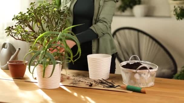 Bahçıvan nakli Crassula 'yı yeni saksıya yerleştirdi. — Stok video