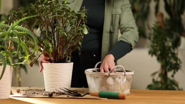 Frau legt Fasererde an die Hände und verpflanzt Crassula-Pflanze — Stockvideo