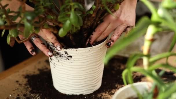 Close up Frau legt Fasererde mit den Händen und pflanzt Crassula Pflanze ein — Stockvideo