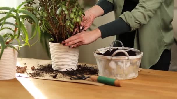 Садівник кладе волокна грунт руками, пересаджує рослину Красула в новий горщик в домашніх умовах — стокове відео