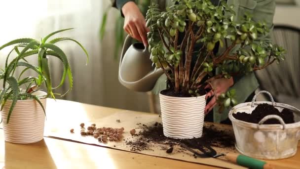 Жінка поливає рослину Красула вдома після пересадки рослини в новий горщик — стокове відео