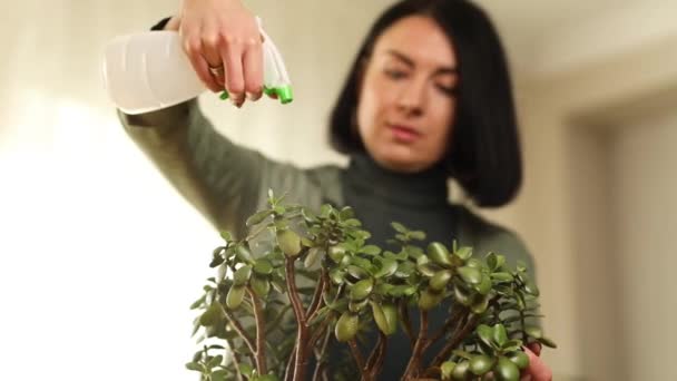 Kadın bahçıvan evde Crassula püskürtüyor, ev bitkileriyle ilgileniyor. — Stok video