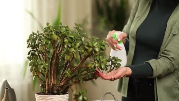 Woman gardener spraying Crassula at home, taking care of home plants — Stock Video