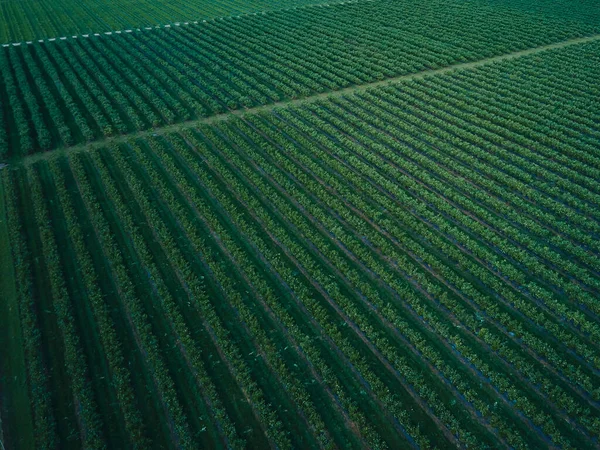 Vue Aérienne Sur Drone Champ Bleuets Mûrs Bio Baies Bleues — Photo