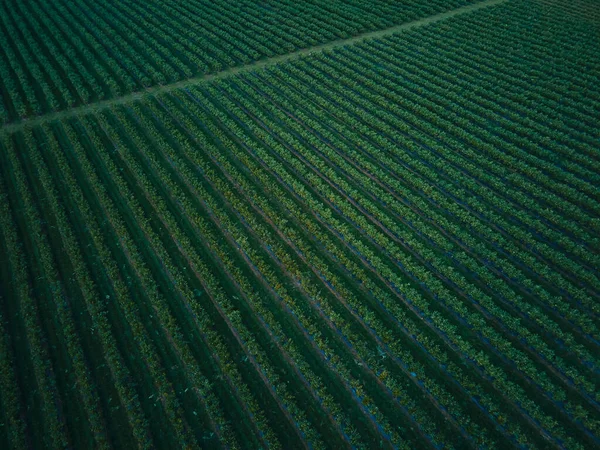 Aerial Drone Kilátás Áfonyás Bokor Mező Szerves Érett Kék Bogyó — Stock Fotó