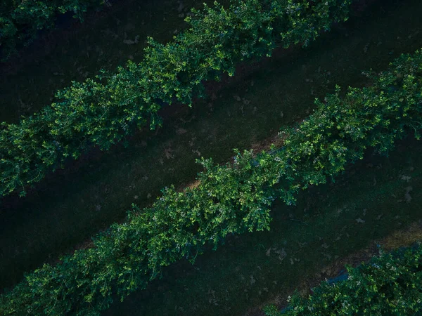 Luchtfoto Drone Zicht Bosbessen Struik Veld Organisch Rijp Blauwe Bes — Stockfoto