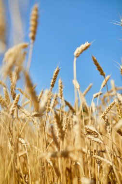 Buğday hasadı, arka planda buğday tarlası güneş günü, yaz, tarım..