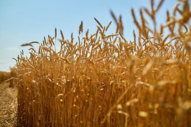 Buğday hasadı, arka planda buğday tarlası güneş günü, yaz, tarım..