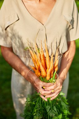 Çiğ organik havuç dalı tutan kadının elleri, ev yapımı, hasat, sağlıklı vejetaryen yemeği, yaz güneşi.