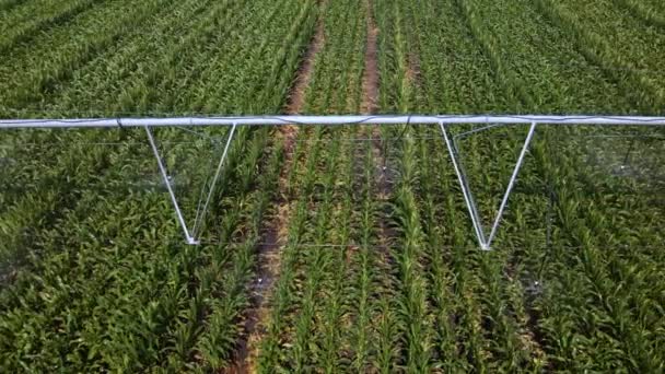 Vista Aérea Del Sistema Riego Agrícola Que Riega Campo Maíz — Vídeo de stock