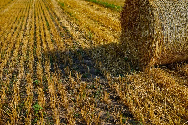 Hay Stacks Bales Wheat Field Harvest Hay Rolls Agriculture Grain — Stock Photo, Image