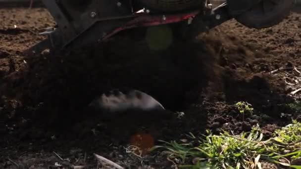 정원에서 일하는 시니어 파머는 탈러와 정원을 가꾸는 경작자 트랙터를 경작하는 — 비디오