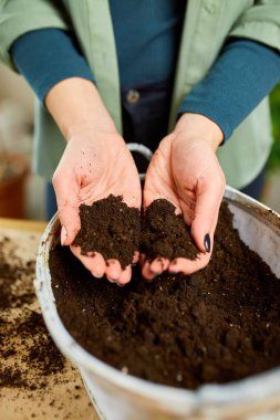 Kadın ellerinle iplik toprağı sürüyor, Crassula bitkisini evdeki yeni çömleğe naklediyor, bitkiyi tencere hobilerine, boş zamanlara, ev bahçesi kavramına, yeşil eve naklediyor.