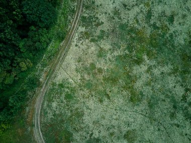 İnsansız hava aracı manzaralı beyaz çiçek açan çayır, kırsalda, yaz günü tarlada, doğayı hisset. Yavaş çekim.