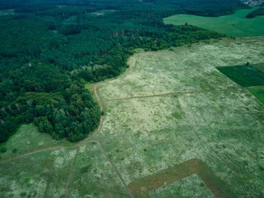 İnsansız hava aracı manzaralı beyaz çiçek açan çayır, kırsalda, yaz günü tarlada, doğayı hisset. Yavaş çekim.