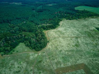 İnsansız hava aracı manzaralı beyaz çiçek açan çayır, kırsalda, yaz günü tarlada, doğayı hisset. Yavaş çekim.