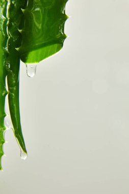 Meyve suyu ile Alora vera yaprağı, beyaz arka plandaki kökten jel damlaları, organik kozmetik için doğal tıbbi bitki, alternatif tıp, aloe vera damlası, kopyalama alanı