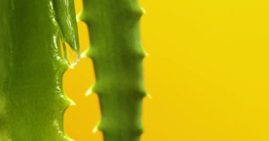 Meyve suyu ile Alora vera yaprağı, sarı arka plandaki kökten jel damlaları, organik kozmetik için doğal tıbbi bitki, alternatif ilaç, bir damla aloe vera.