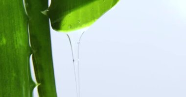Meyve suyu ile Alora vera yaprağı, sarı arka plandaki kökten jel damlaları, organik kozmetik için doğal tıbbi bitki, alternatif ilaç, bir damla aloe vera.