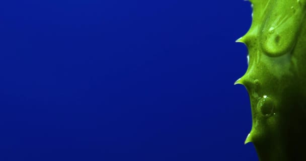 Alora Vera Φύλλα Χυμό Τζελ Τρέχει Μπλε Φόντο Φυσικό Ιατρικό — Αρχείο Βίντεο
