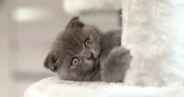 Evdeki Mobilya Tırmalama Ağacı 'nda oynayan sevimli, oynak İngiliz gri kedi yavrusu Scratcher Posts, komik kedi. Hayvanları severim, tatlım..
