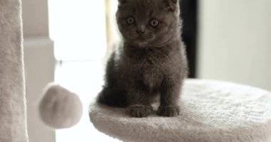 Evdeki Mobilya Tırmalama Ağacı 'nda oynayan sevimli, oynak İngiliz gri kedi yavrusu Scratcher Posts, komik kedi. Hayvanları severim, tatlım..
