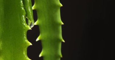 Meyve suyu ile Alora vera yaprağı, siyah arkaplandaki kökten jel damlaları, organik kozmetik için doğal tıbbi bitki, alternatif tıp, bir damla aloe vera.